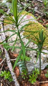 Attēlu rezultāti vaicājumam “Polygonatum verticillatum leaf”