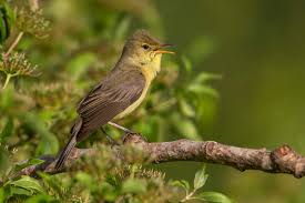 Image result for Hippolais polyglotta