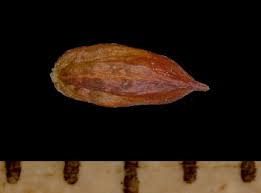 Attēlu rezultāti vaicājumam “Juncus alpinoarticulatus”