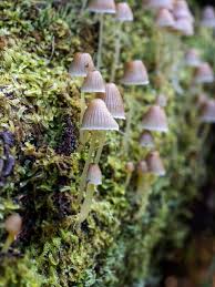 Attēlu rezultāti vaicājumam “Mycena epipterygia”