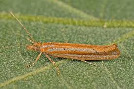 Attēlu rezultāti vaicājumam “Ypsolopha scabrella”