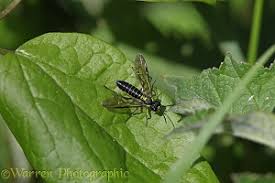 Attēlu rezultāti vaicājumam “Rhogogaster viridis”