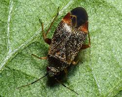 Attēlu rezultāti vaicājumam “Psallus sp.”