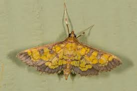 Attēlu rezultāti vaicājumam “Diachea muscorum macro”