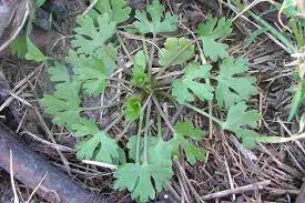 Attēlu rezultāti vaicājumam “Ranunculus sceleratus leaf”