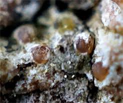 Attēlu rezultāti vaicājumam “Thelopsis rubella”