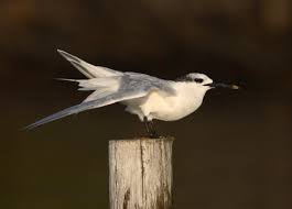 Attēlu rezultāti vaicājumam “Sterna sandvicensis”
