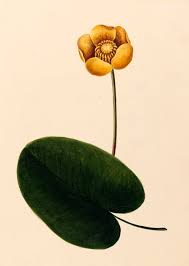 Attēlu rezultāti vaicājumam “Nuphar lutea”