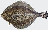 Image result for Pleuronectes platessa