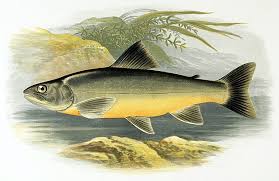 Image result for Salvelinus confluentus
