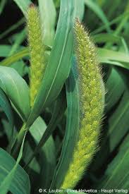 Attēlu rezultāti vaicājumam “Setaria italica”