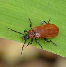 Attēlu rezultāti vaicājumam “Schizotus pectinicornis”