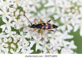 Attēlu rezultāti vaicājumam “Strangalia attenuata”