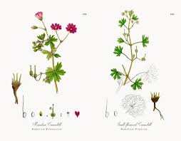 Attēlu rezultāti vaicājumam “Geranium pyrenaicum”