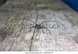 Attēlu rezultāti vaicājumam “Monochamus sutor”