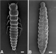 Attēlu rezultāti vaicājumam “Meloe sp. larva”