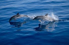 Image result for Stenella coeruleoalba