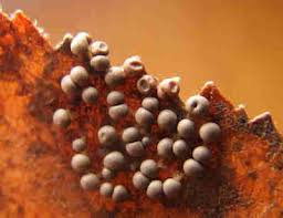 Attēlu rezultāti vaicājumam “Diderma umbilicatum macro”