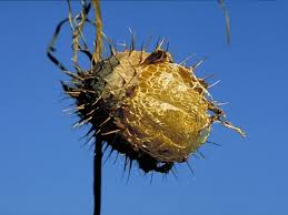 Attēlu rezultāti vaicājumam “Echinocystis lobata”