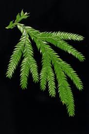 Attēlu rezultāti vaicājumam “Lycopodium dubium”