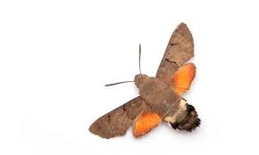 Image result for hawk moth