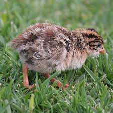 Attēlu rezultāti vaicājumam “Numida meleagris”