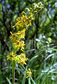 Attēlu rezultāti vaicājumam “Oenothera rubricauli leaf”
