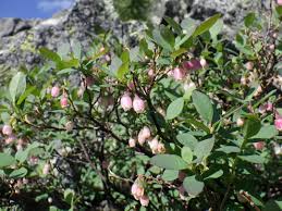 Attēlu rezultāti vaicājumam “Vaccinium uliginosum”