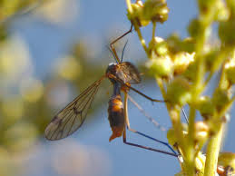 Attēlu rezultāti vaicājumam “Ptychoptera sp.”