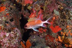 Image result for Holocentrus adscensionis