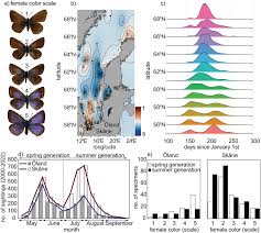 Attēlu rezultāti vaicājumam “Polyommatus icarus female”