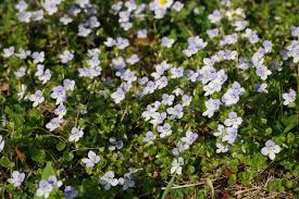 Attēlu rezultāti vaicājumam “Veronica filiformis bud”