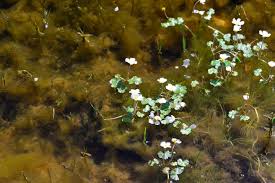 Attēlu rezultāti vaicājumam “Batrachium circinatum leaf”