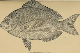 Image result for Pachymetopon grande