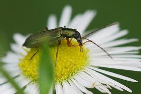 Attēlu rezultāti vaicājumam “Chrysanthia geniculata”