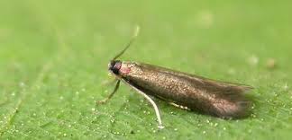 Attēlu rezultāti vaicājumam “Tischeriidae”