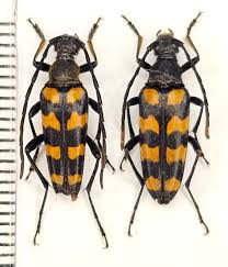 Attēlu rezultāti vaicājumam “Leptura quadrifasciata”