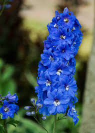 Image result for Delphinium
