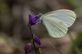 Attēlu rezultāti vaicājumam “Leptidea sinapis underside”