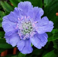 Image result for scabiosa caucasica