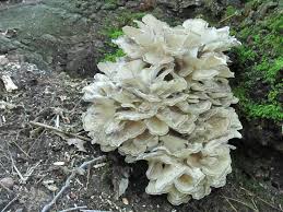 Attēlu rezultāti vaicājumam “Grifola frondosa”