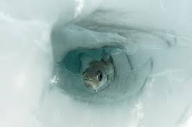 Image result for Boreogadus saida