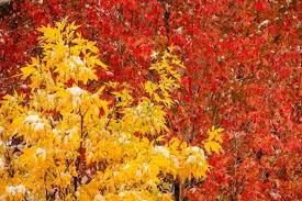 Attēlu rezultāti vaicājumam “Fraxinus pennsylvanica male flower”