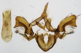 Attēlu rezultāti vaicājumam “Callimorpha dominula imago”