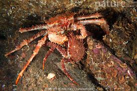 Image result for Lithodes maja
