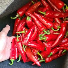 Afbeeldingsresultaat voor Szegedi 80 hot pepper