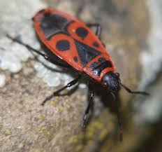 Attēlu rezultāti vaicājumam “Pyrrhocoris apterus imago”