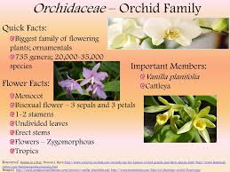 Attēlu rezultāti vaicājumam “Orchidaceae”
