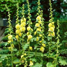 Attēlu rezultāti vaicājumam “Alcea rosea flower”