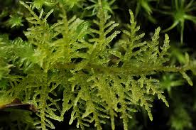 Attēlu rezultāti vaicājumam “Thuidium”